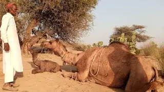Camel Delivery Successfull Live View || Camel Of Thar