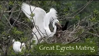 Great Egrets Mating 🦢🦢