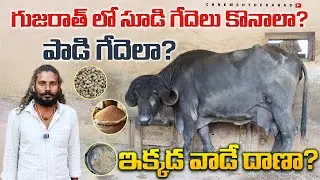 గుజరాత్ లో సూడి గేదెలు కొనాలా? పాడి గేదెలా? జాఫ్రాబాది గేదెల ధరలు?Jafrabadhi Buffaloes sale| CBNews