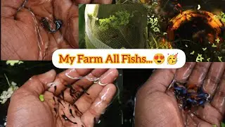 My Farm All guppy Fishs...🥰🐟🐠Cont: 9585516534