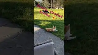 #cat #filou #redcat #flauschi #blackandwithe #fun #playtime #sun #spring #happy
