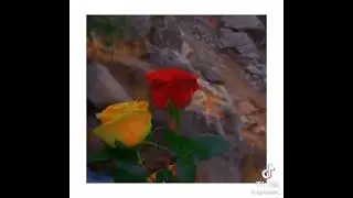əziz dəyərli izləyicilər necə videodu  . layk atmağı unutmayın 😘