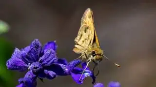 Fred Funk Butterfly Garden, Lady Lake, Florida April 7, 2020