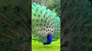 4K slow motion peacock short #youtube