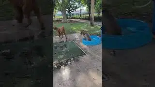 Tuca The Boxsky | Tuca plays with a Golden doodle / Labradoodle