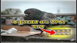 মাত্র ৫ টাকায় কবুতরের ঠান্ডার ঔষধ 🕊️ @pigeonloveromar