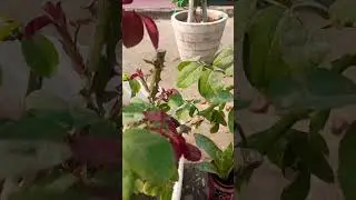 mustard cake liquid fertilizer for rose plant  #rose #fertilizer #ytshorts
