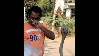 king cobra snake hiding in scooter reduced,always be careful of unusual things and take safety steps