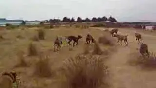 Weim Walk