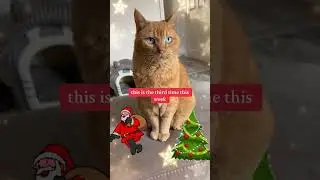 Santa #cat #christmas #santa #felinehumor #joke #catlover #funnyjoke #funny #felinecomedy #humour