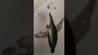 Рыбалка на платнике