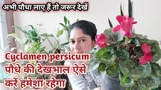 Cyclamen persicum plant care धूप नहीं आती तो भी इस पौधे को लगा सकते हैं  देखभाल ऐसे करें हमेशा रहेगा