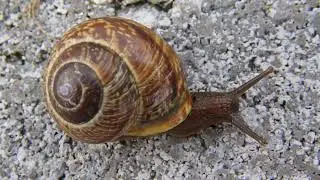 plamatka lesn&iacute; (Arianta arbustorum) copse snail/Gefleckte Schnirkelschnecke/Ślimak zaroślowy