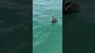 He is no friend it's a lie #angrybirds #floridakeys #fish #pelicans #fishing #travel