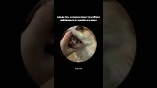 Благодаря этому гелю, я избавила своего песеля  от зубного камня🤌🏻 зубной гель 🪥🦷#WW179789
