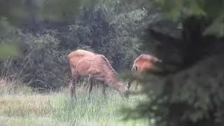 Gablerhirsch (Teil 1)