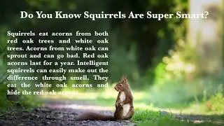 Do You Know Squirrels Are Super Smart? || Do You Know? || Smart Squirrels