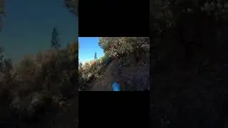 white pines. interface ohv