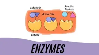 ENZYMES | N Level | O Level | Biology
