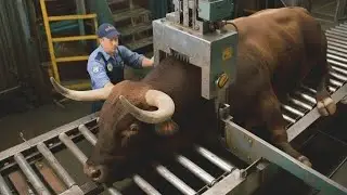 Inside the Bull Meat Industry | How Bulls Are Raised and Processed Into Meat