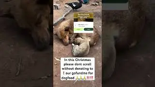 #dog #pets #shortvideo #usa #fypシ #viralvideos #shorts #shortvideo #uk #usa #love#trending #london