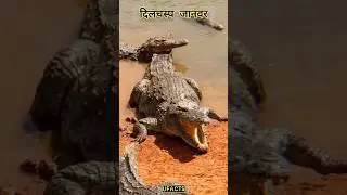 Top 10 Fascinating Facts About Animals