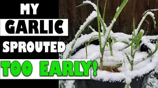 Oh No My Garlic Sprouted! - Garden Quickie Episode 29