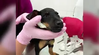 Seeing him as useless the owner made him so and tears of sadness