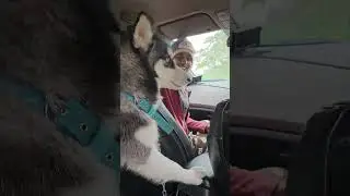 Husky puppy || ajj ghumne gye 🐕🐶 #reel#dog #comedy #shortsvideo #shots 