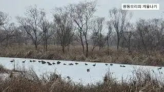 청둥오리의 겨울나기 #청둥오리 #겨울나기 #겨울풍경 