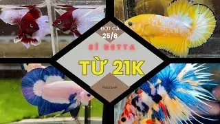 Betta Fish Wholesale Batch August 25, 2025 - Yellow Fancy, HM, Marble, Dumbo, Samurai from only 25k