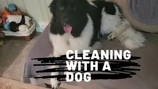CLEANING MY HOME- PET EDITION // TIPS FOR CLEANING WITH PETS IN THE HOME
