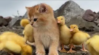 Trust & Love ✨Ducklings following a cat like their MOTHER 🐾🦆💕#animalfriendship #catandduck #petlove