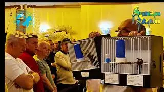 Bird Auction, UK-2025