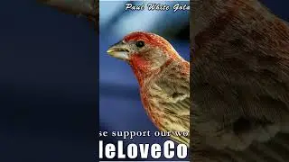 Божественные Владыки-Воины Света Источника-Творца 🕉 #paulwhitegoldeagle #spiritualawakening