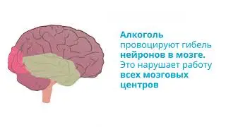 Влияние алкоголя на организм человека  Факты, которые Вы не знали о его вреде!
