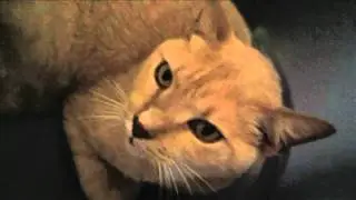 Yogurt YUMMY (9/4/11 - Day 240)