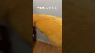 Will throw at the wall and make a lot of noise at 0,1,3, and 5 likes