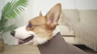 Amazon Basics Cooling Elevated Dog Bed