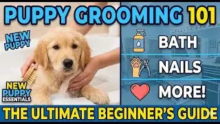 Puppy Grooming 101: The Ultimate Beginner&rsquo;s Guide (Bath, Nails & More!) 🛁🐶