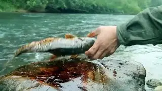 The country's old grandpa making fish feast with flying bamboo insert and roast fish (Part 2)