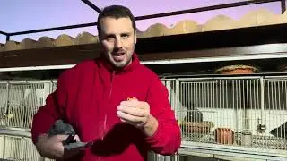 Hoy tema de las palomas 🕊️ 