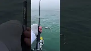 IMA Salt skimmer. Sea bass fishing