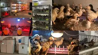 Modern tarka sa farming start | plastic pallets ka cage ready hogye | new farm me murgi chicks agye.