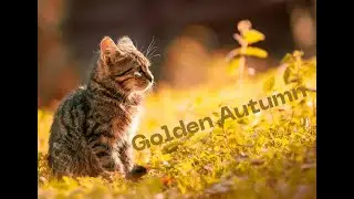 Golden Autumn Forest | Peaceful Fall Scenery with Rustling Leaves | Nature Golden Season
