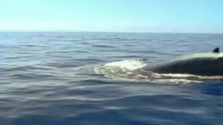 Whales of the desert - Wadi El-Rayan Protected Area