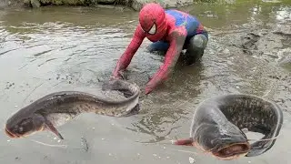Fishing Trap - Amazing Smart Boy Spiderman Catching Catfish In The Hole And Muddy Water