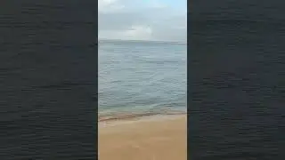 Boto ca&ccedil;ando as tainhas #tainha#sergipe #viral#praia