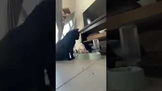 #cats #cat #catshorts #catvideos #fpy #foryou #viral #vairalvideo #meow #love #funnycats #funny