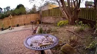 Live Garden Bird Bath Stream Camera